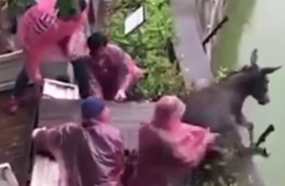 Brutalidad animal: arrojaron un burro vivo para alimentar a dos tigres en un zoológico