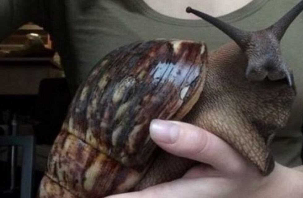 La foto de un caracol gigante da vuelta al mundo y se hizo viral