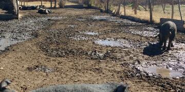 La Provincia le aplicó una fuerte multa al productor porcino de Canals\u002E