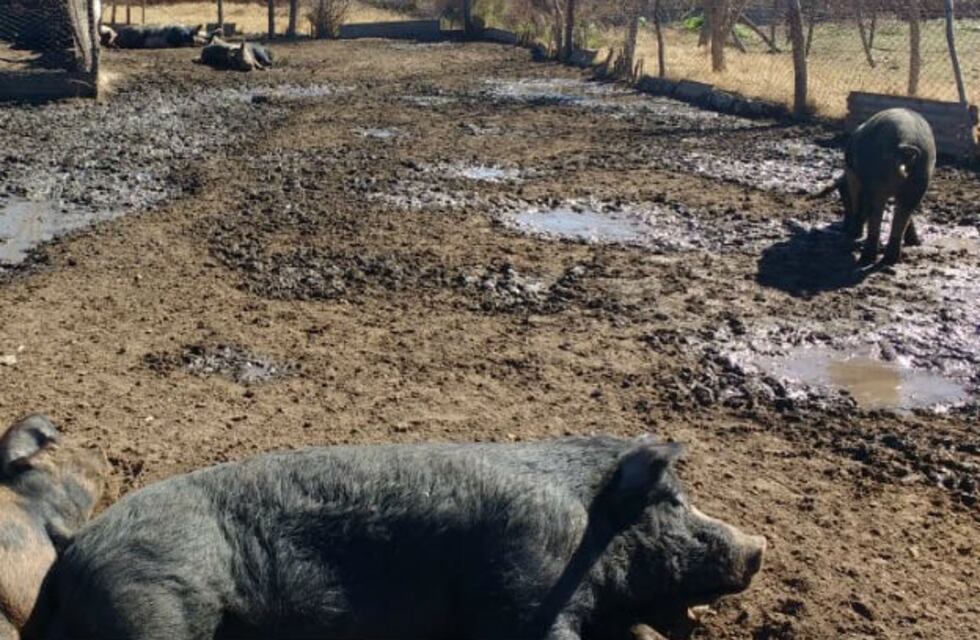 Brote de triquinosis en Canals: multa de $ 100.000 a un productor porcino de la zona