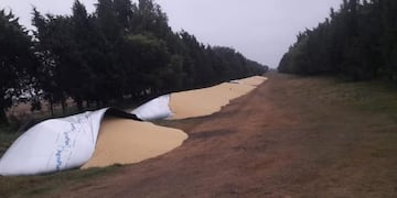 Rompieron silobolsas (imagen ilustrativa)