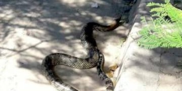 La serpiente apareciu00f3 en la costa santafesina.