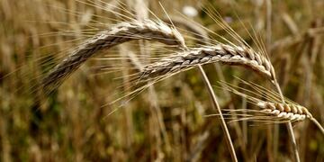 Saint Martin De Londres (France), 26/06/2020\u002E- Close-up view of wheat ears in a field during harvesting on a summer day in Saint Martin de Londres, southern France, 26 June 2020\u002E (Francia) EFE/EPA/GUILLAUME HORCAJUELO