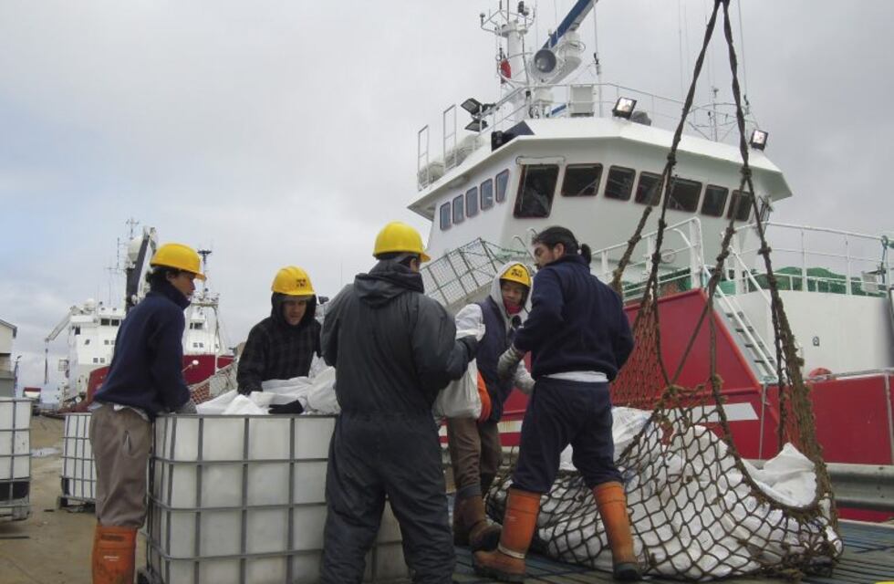 Analizan cuotificar la captura del calamar sin máximas permisibles