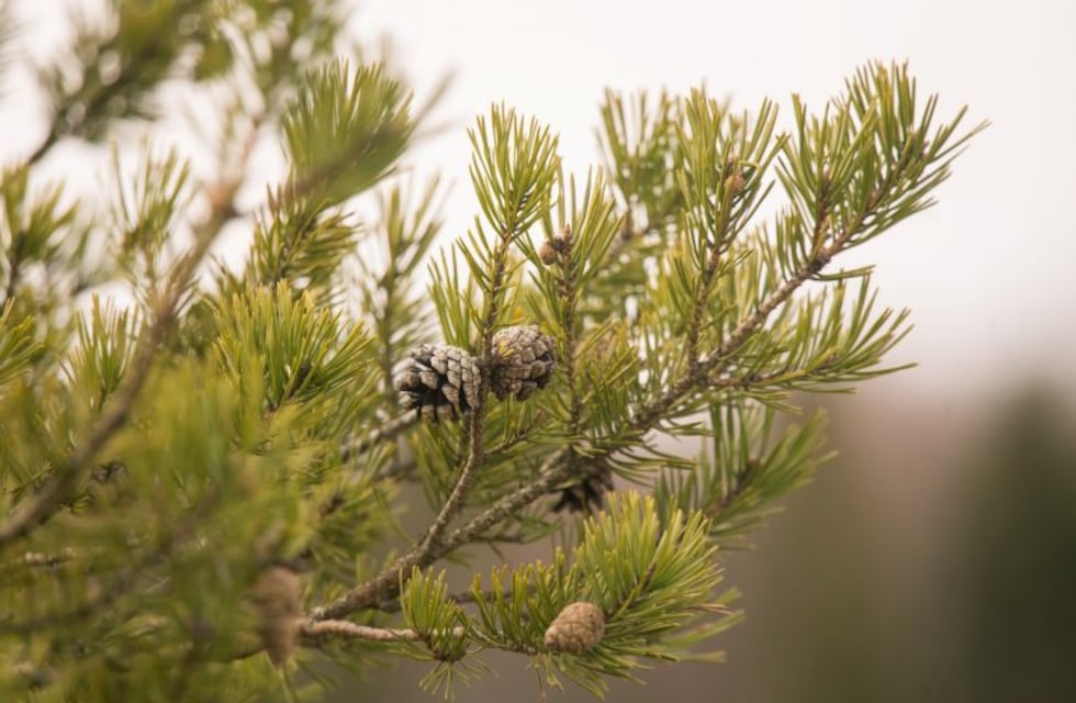 Consejos para festejar Navidad en clave eco-friendly