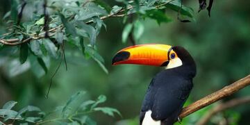 Día seminublado en Cataratas del Iguazú para este jueves 2 de mayo\u002E ICIMECO)