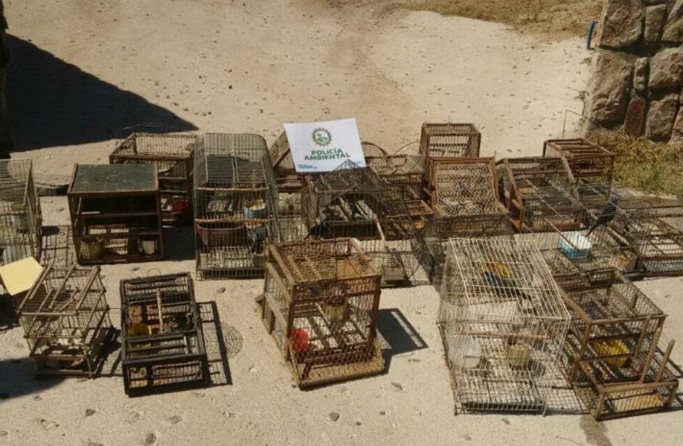 Tráfico de fauna: Se rescataron 777 aves