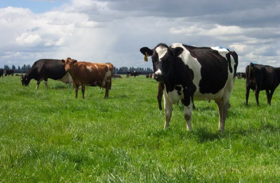 Muestra sobre lechería en el Museo Histórico