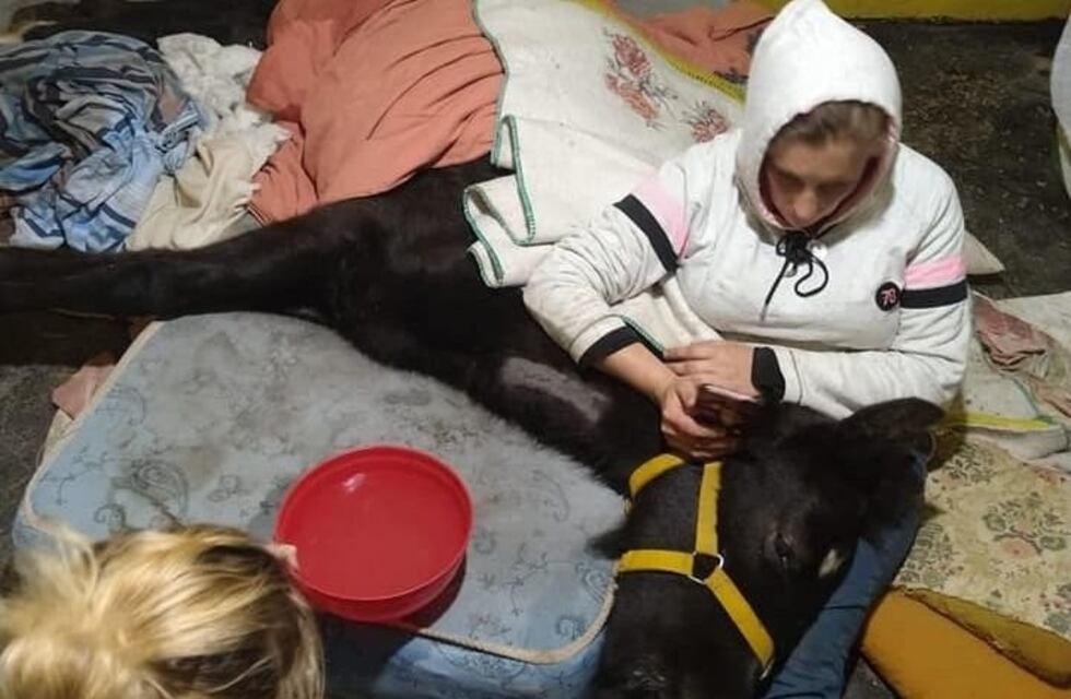 Carnearon a un potrillo vivo: le cortaron un trozo de nalga y lo abandonaron atado a un poste