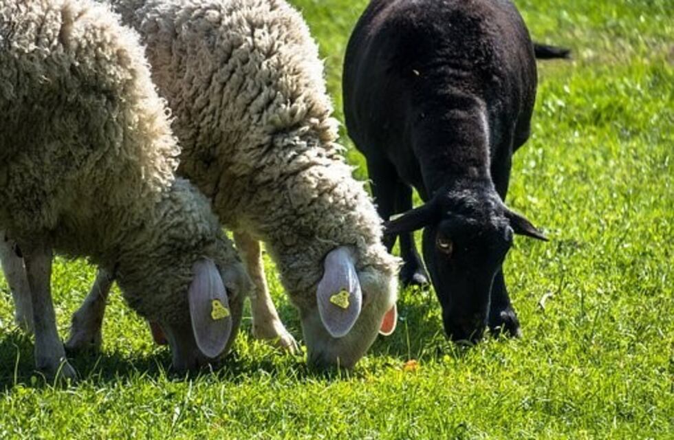 El divertido video de una oveja que descubre cómo usar trampolín