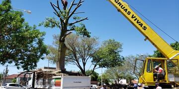 Trasplantaron los árboles de la zona de la nueva rotonda