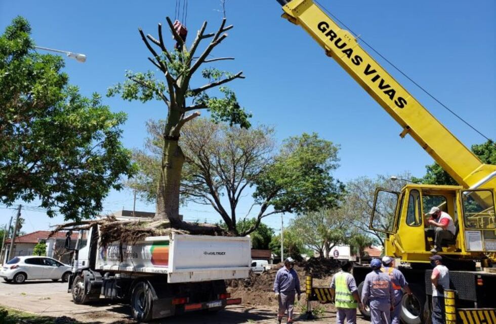 Trasplantaron los árboles de la nueva rotonda