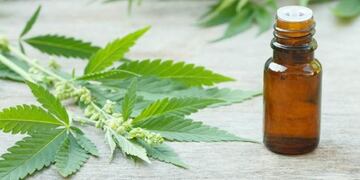 Epilepsia, cáncer, VIH y parkinson, son algunas de las 45 enfermedades que pueden ser tratadas con aceite de cannabis\u002E