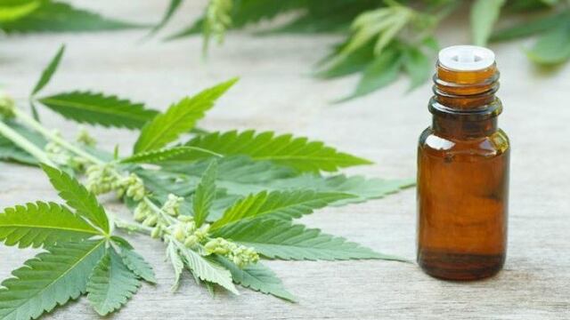 Epilepsia, cu00e1ncer, VIH y parkinson, son algunas de las 45 enfermedades que pueden ser tratadas con aceite de cannabis.