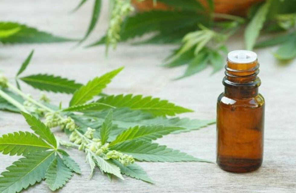Mendoza: la más avanzada en el uso de la marihuana medicinal