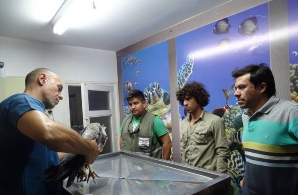 Rescataron un águila a la que le  dispararon en un ala