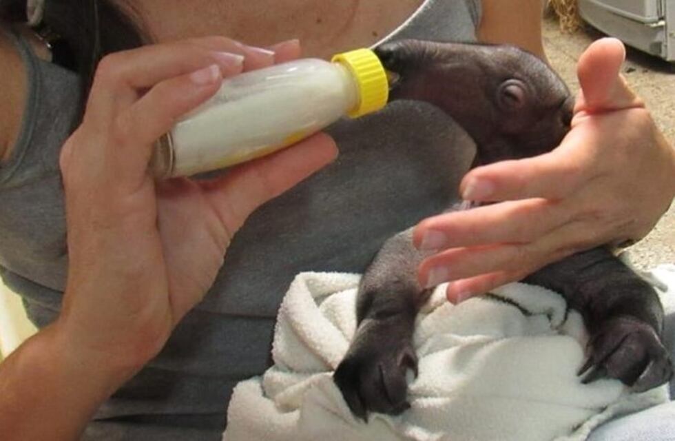 Rescataron un oso hormiguero bebé en Salta