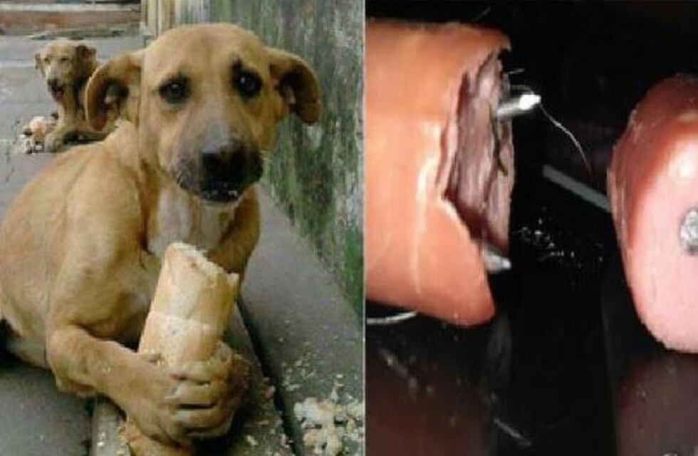 Denuncian ataques a perros callejeros