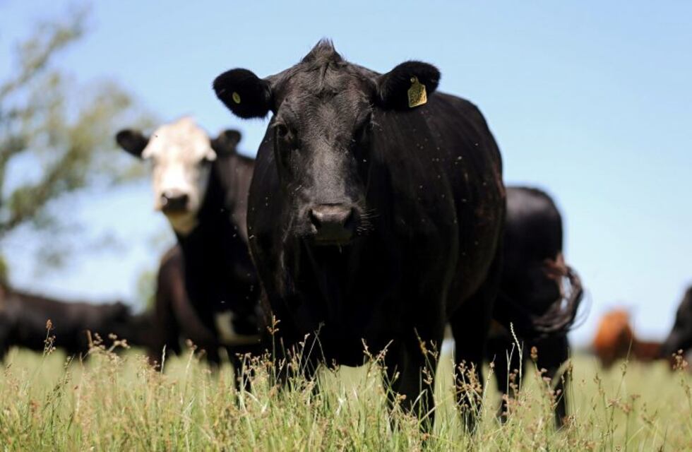 Nación aporta recursos económicos para pequeños productores ganaderos de Córdoba