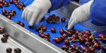 Exportación de cerezas\u002E