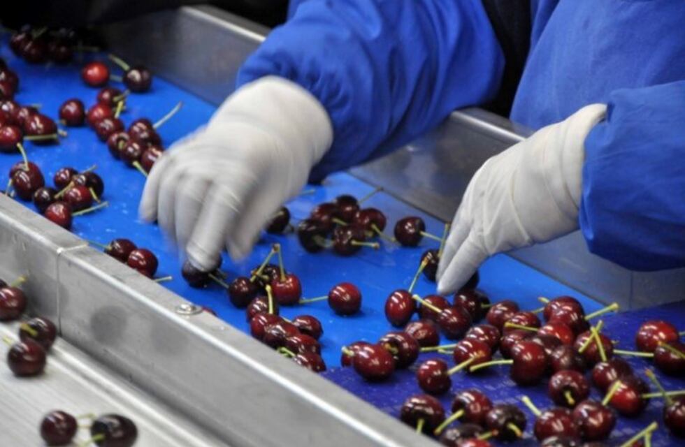 La producción de cerezas en Río Negro superó la del año pasado
