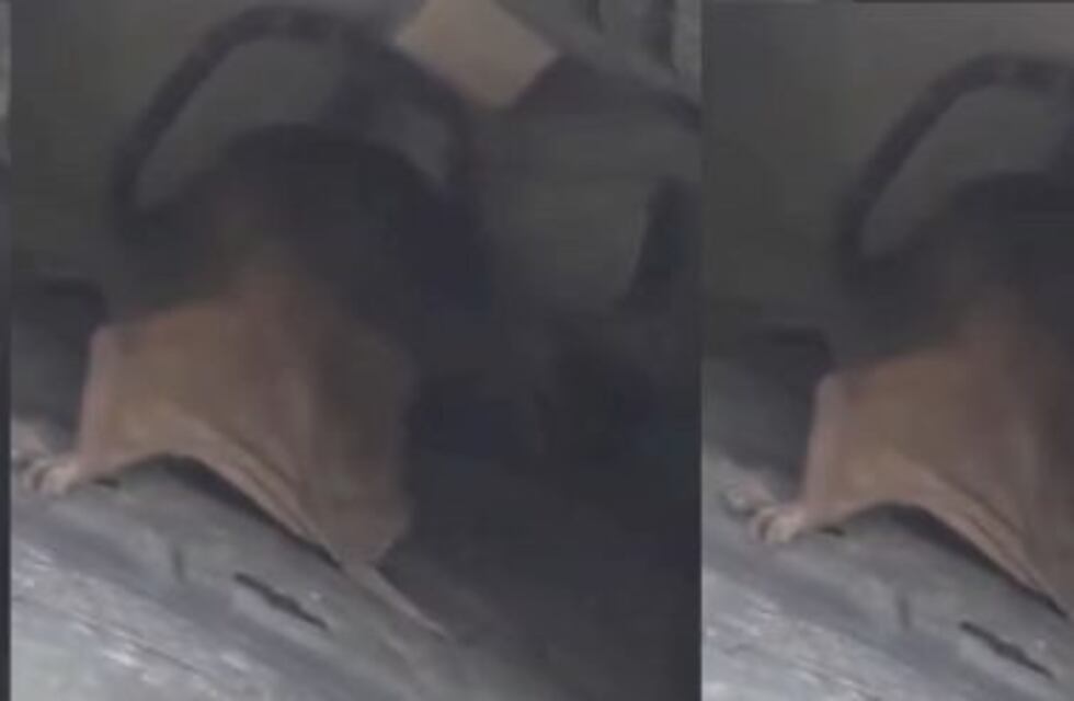 Pánico en Salta: murciélagos aparecieron en pleno día en el centro