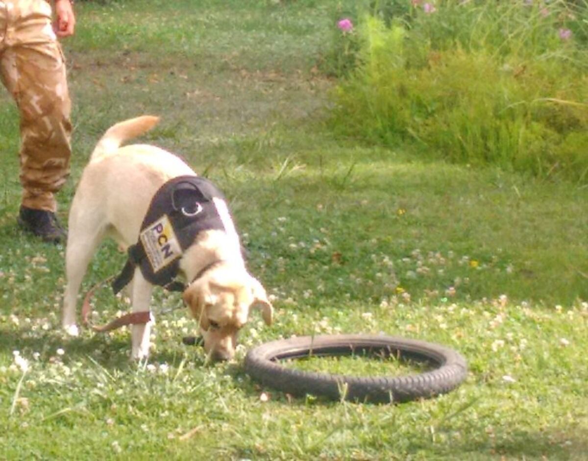 Perros para combatir narcatru00f3fico