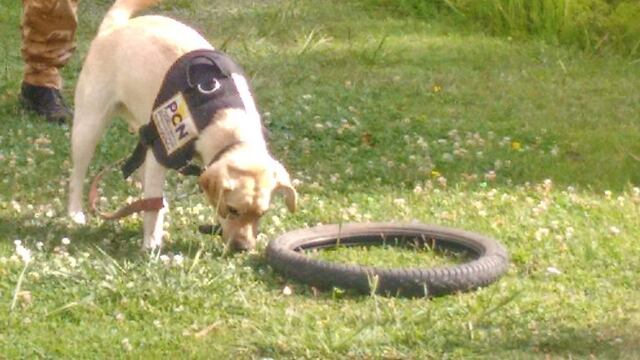 Perros para combatir narcatru00f3fico