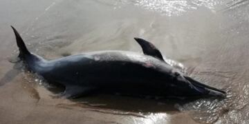 El ejemplar apareció en la orilla, ya fallecido y con diferentes heridas en distintas partes de su cuerpo (web)\u002E