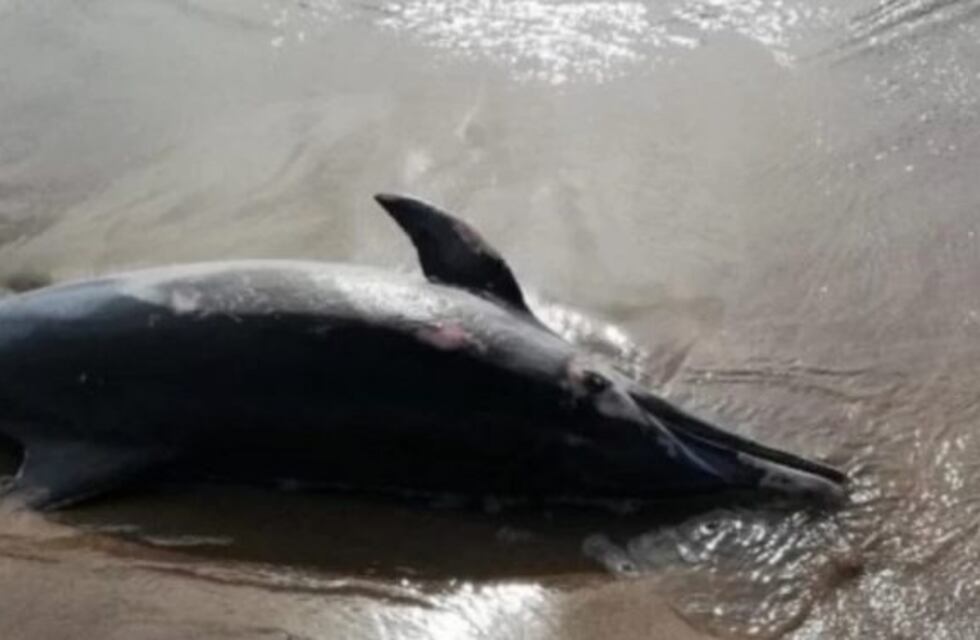 Un delfín "oscuro" fue encontrado muerto en una playa de la zona norte