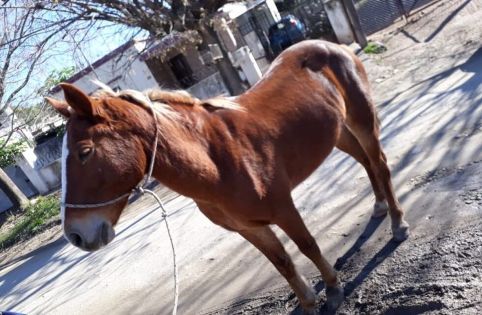 Secuestraron a un caballo que transitaba por las calles de Alta Gracia