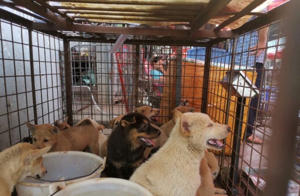 China: realizan la "Fiesta de la carne de perro" a pesar del coronavirus