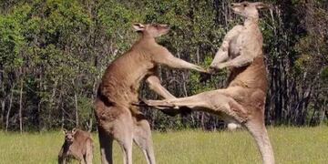 Dos canguros se agarraron a las piñas y el video se volvió viral\u002E