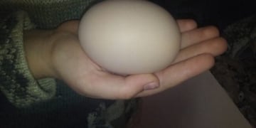 Una entrerriana encontró un huevo gigante de gallina
