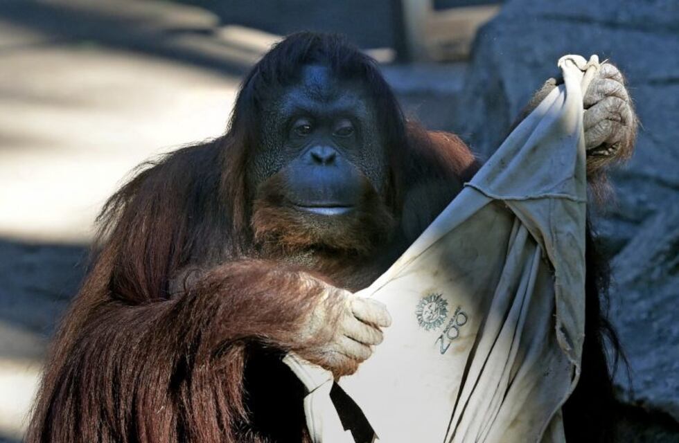 Sandra, la orangutana del ex Zoo porteño, fue trasladada y ya está en Kansas