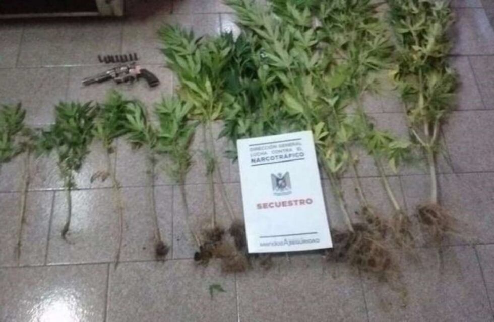 Secuestran quince plantas de marihuana y un arma en San Rafael