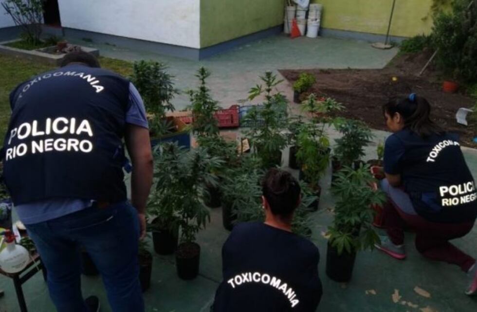 Viedma: la policía secuestró más de 120 plantas de marihuana
