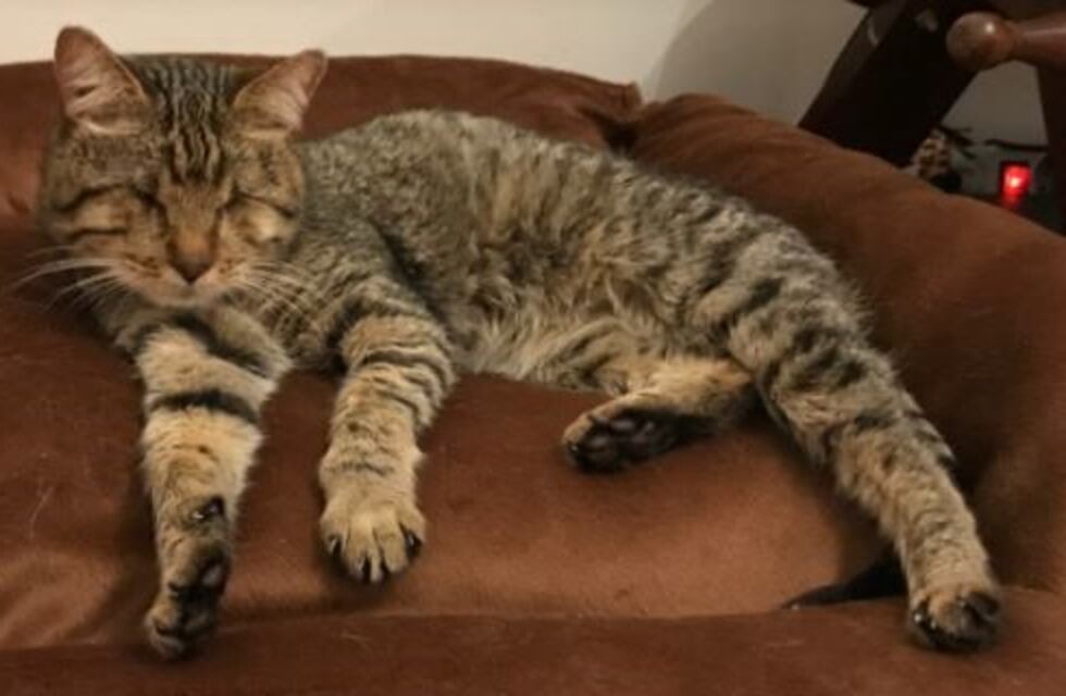 Este gato se quedó ciego pero enternece a todos por su actitud