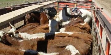 Murieron 25 vacas tras el vuelco de un camión en una ruta platense\u002E Fotos 0221\u002E