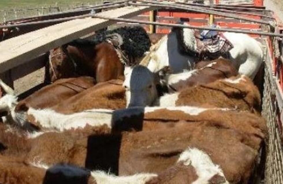 Murieron 25 vacas tras el vuelco de un camión en una ruta platense