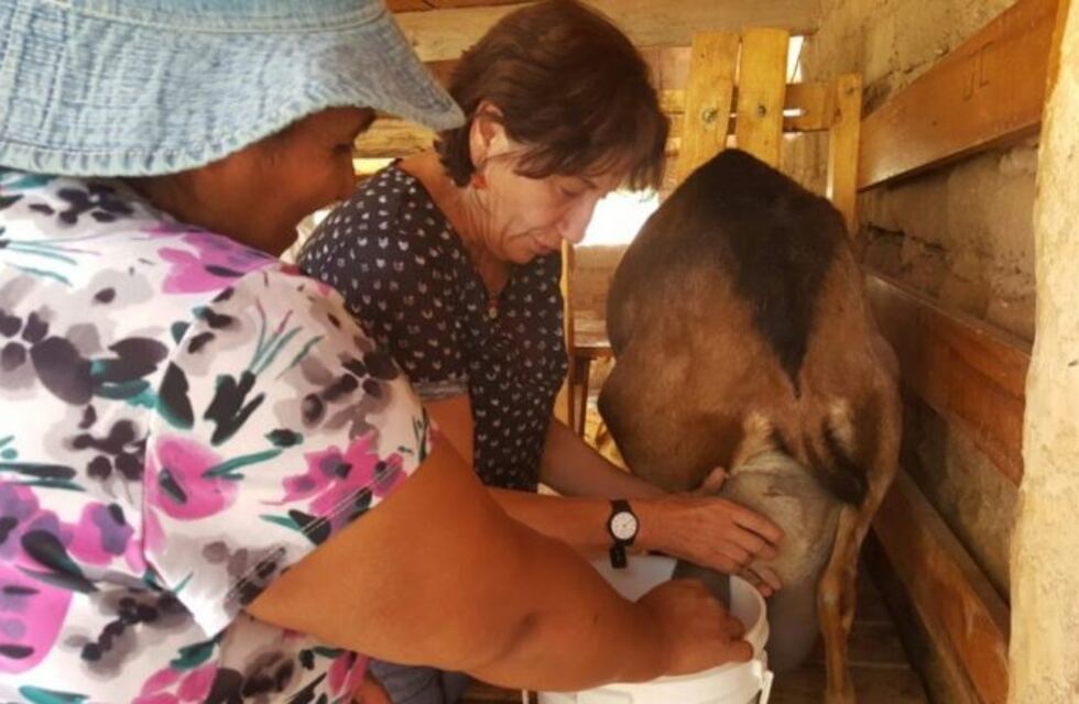 El ganado caprino de la Quebrada, libre de brucelosis y tuberculosis