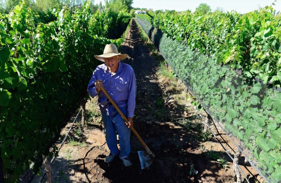 ¡Atención agricultores! Se extiende hasta el 15 de septiembre el plazo para inscribirse en el Seguro