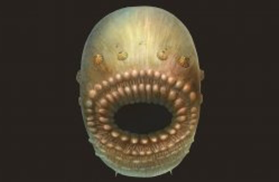 Científicos descubren el antepasado del hombre más antiguo