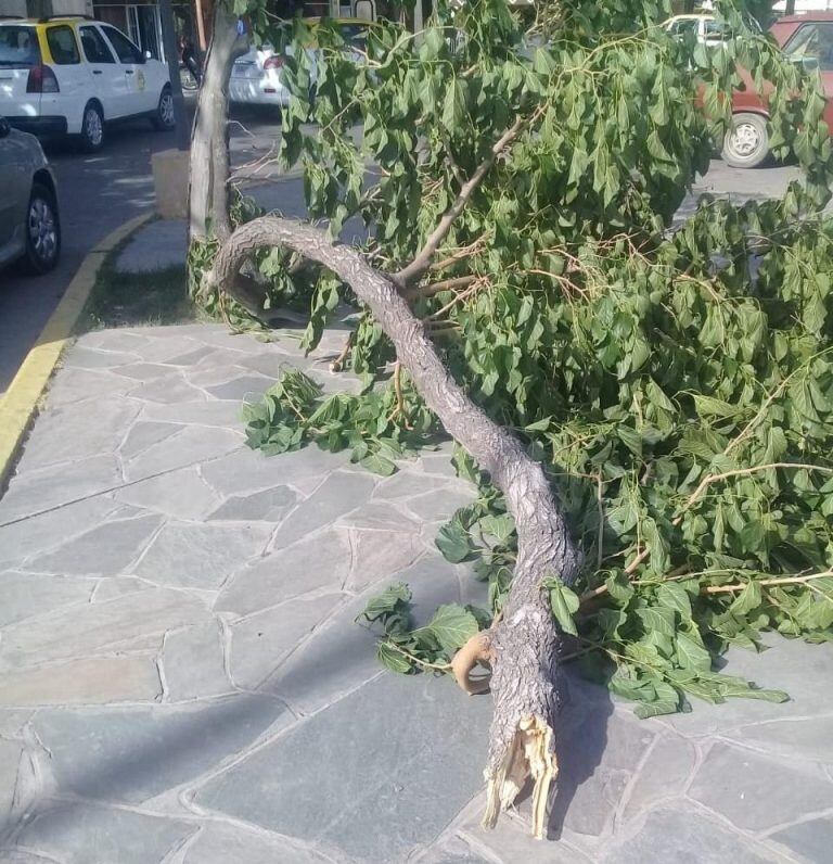 Un taxista terminó con varias lesiones por salvar a su taxi del Zonda