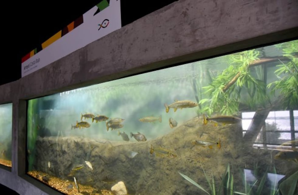 El Acuario de Rosario es furor en vacaciones de invierno y hay críticas por la venta de entradas solo en ventanilla