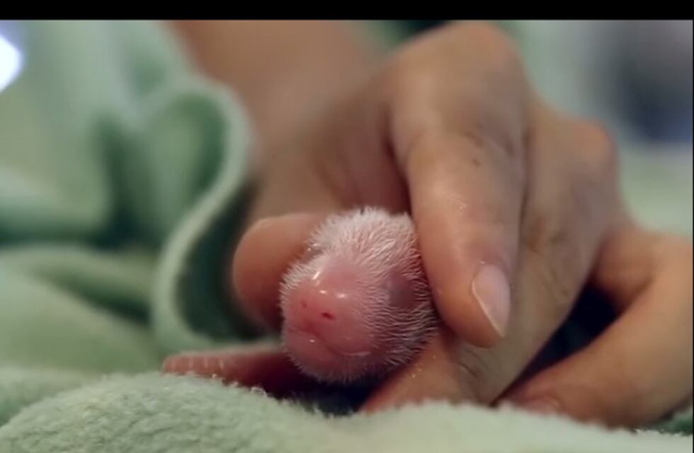 Galería: Los 100 primeros días de un par de osos Panda