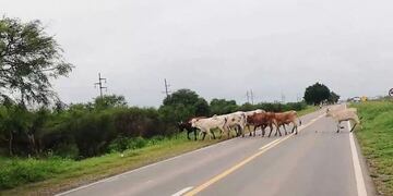 Animales sobre la ruta
