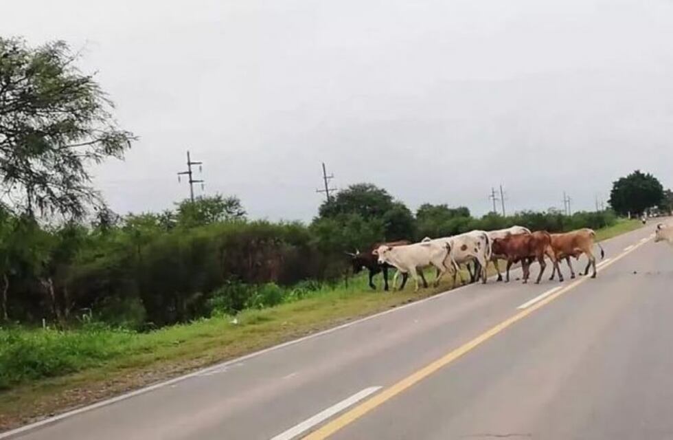 Solicitaron a los productores del sur santiagueño resguardar sus animales