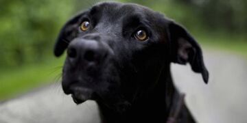 Logran descifrar la mirada triste de los perros