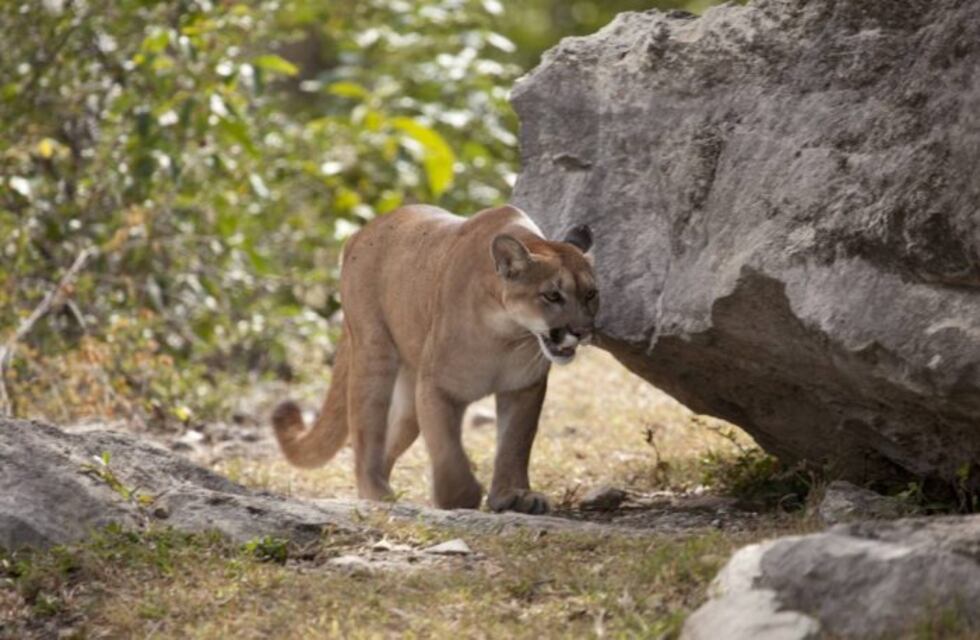Detuvieron a cinco hombres que torturaron y mataron a un puma en Salta